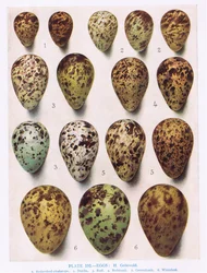 Uova: Dotterell: Piro Piro Comune: ecc., illustrazione da 